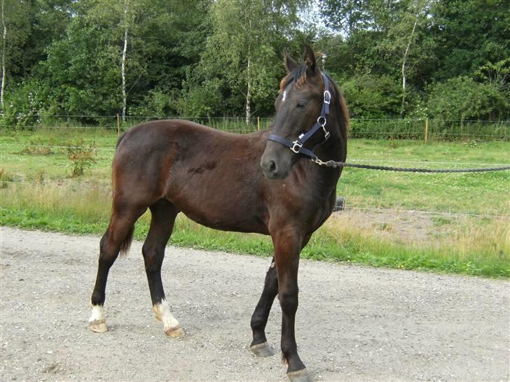Oldenborg Diablo  " solgt " SAVNET - 1 år  billede 12