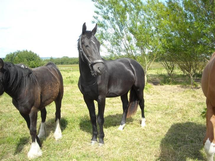 Oldenborg Diablo  " solgt " SAVNET - på folden d. 7/6  billede 13