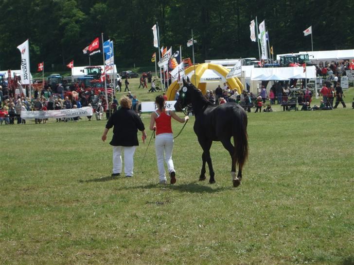 Oldenborg Diablo  " solgt " SAVNET - 2009 gammel estrup  billede 14