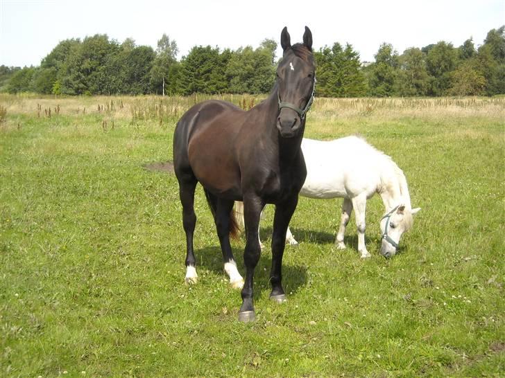 Oldenborg Diablo  " solgt " SAVNET - 2 år  billede 15