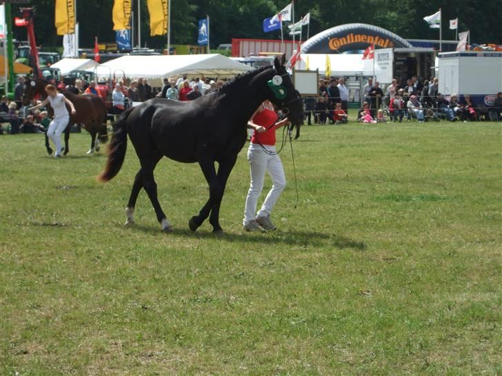 Oldenborg Diablo  " solgt " SAVNET - 2 år  billede 16