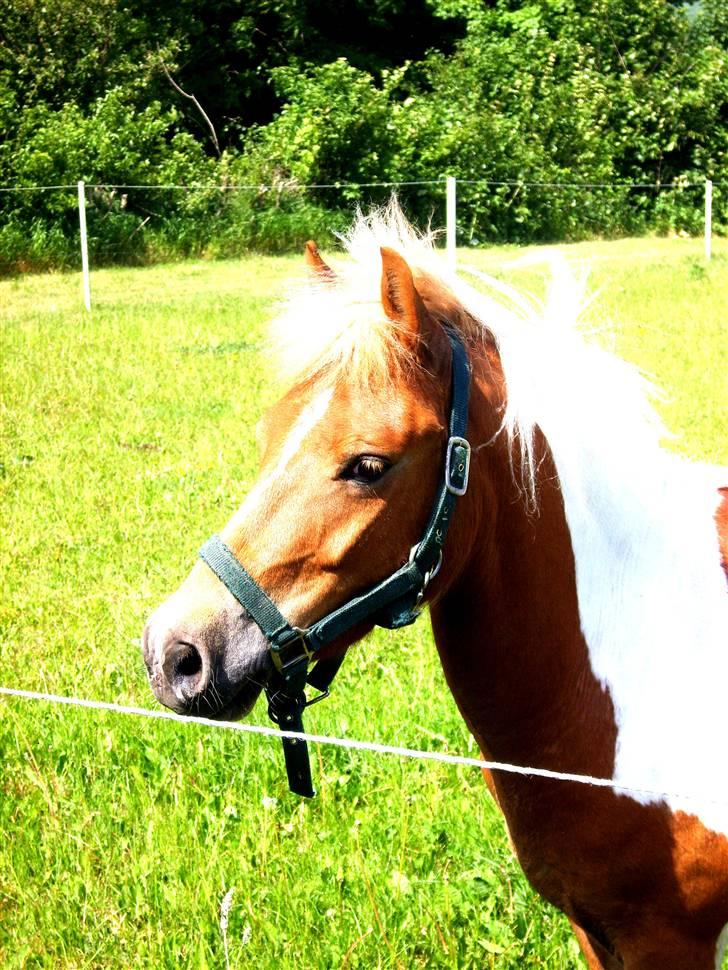 Anden særlig race C-mol  - fold billede 3