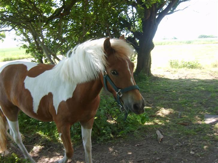 Anden særlig race C-mol  - fold billede 5