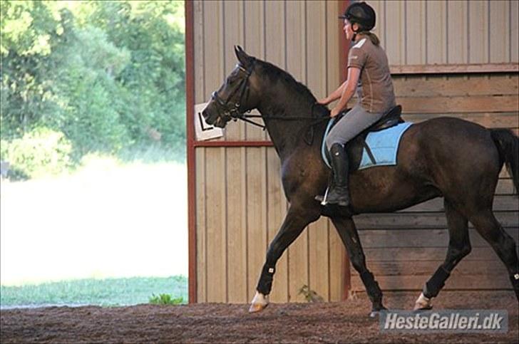 Anden særlig race Flik Flak *SOLGT* billede 20