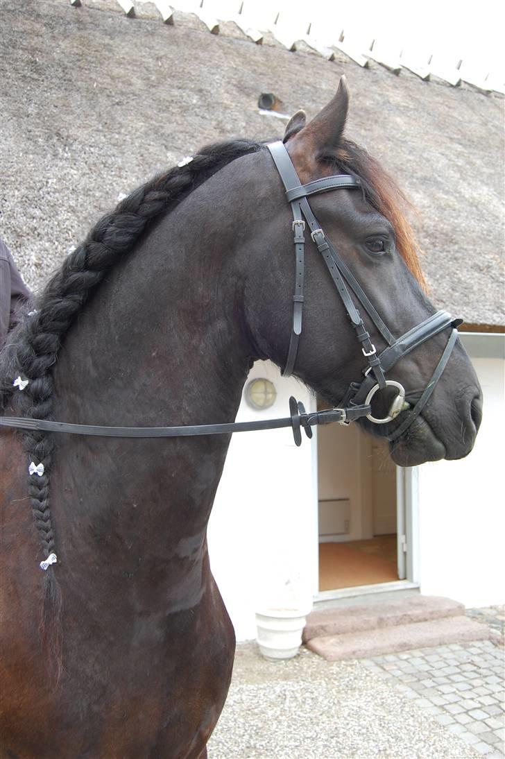 Frieser Jisk fan è Drifte - Jisk til bryllup med fine sløjfer i manen :-) billede 7