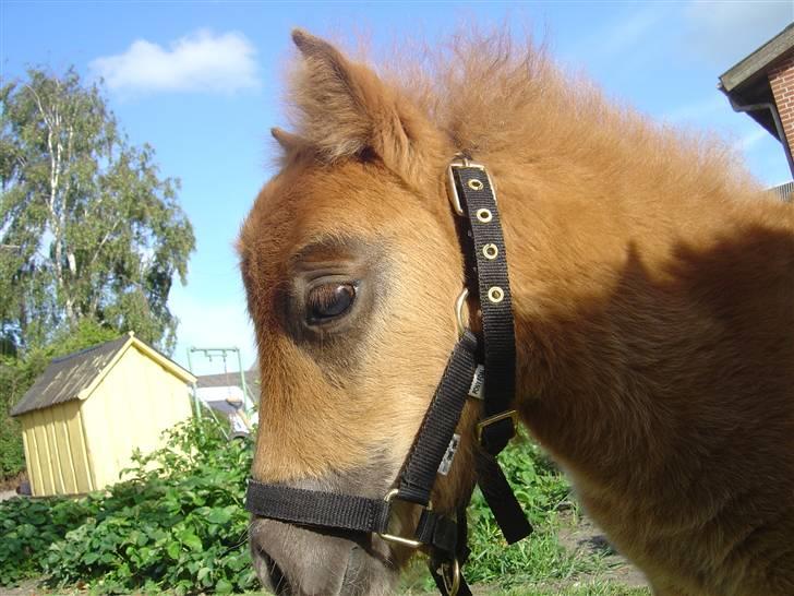 Shetlænder freja<3 - hun kikker lidt  billede 1