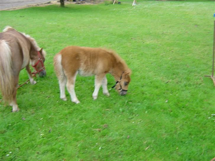 Shetlænder freja<3 - hmm jeg elsker bare at æde med mor billede 2