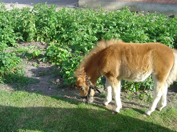 Shetlænder freja<3 - mad mad og atter mad det er min hobby at spise billede 3