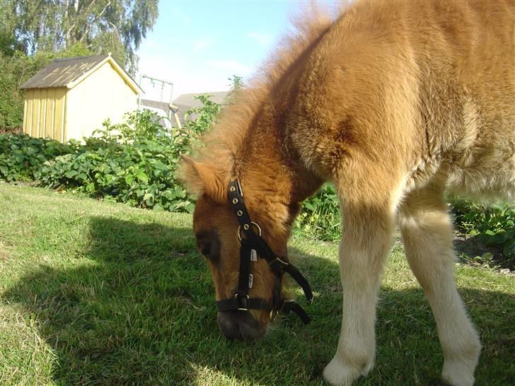 Shetlænder freja<3 - mad mad<3333 billede 4