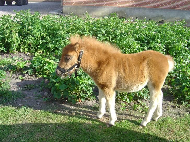 Shetlænder freja<3 - hvad er det der  er der ovre billede 5