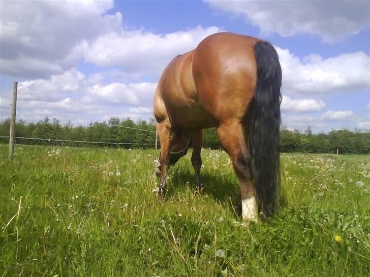 Anden særlig race Jolly Jumper - Solgt - Nej ikke tage billeder af mig så vender jeg røven til HA billede 6