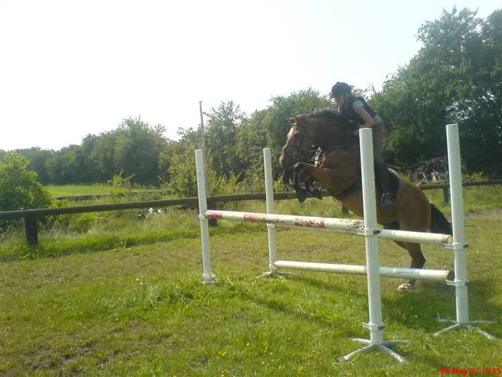 Anden særlig race Jolly Jumper - Solgt billede 9