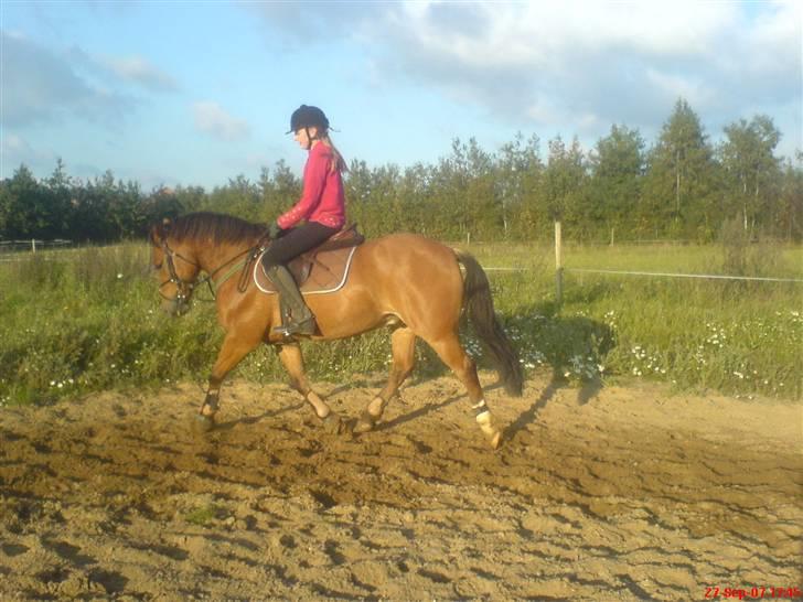 Anden særlig race Jolly Jumper - Solgt - Dressur under springningen billede 10