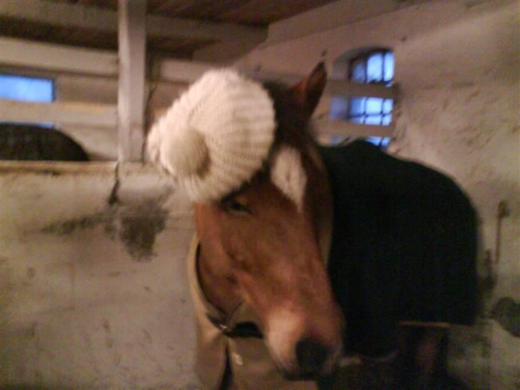 Anden særlig race Jolly Jumper - Solgt - Se min nye hat billede 11