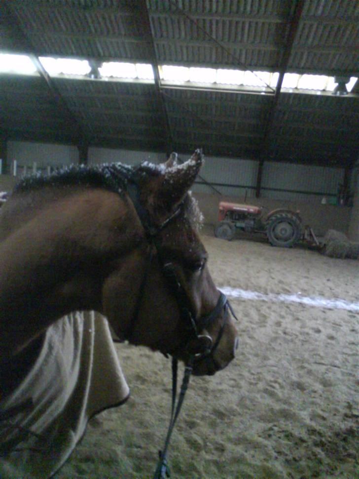 Anden særlig race Jolly Jumper - Solgt - Det sneer udenfor .. billede 12