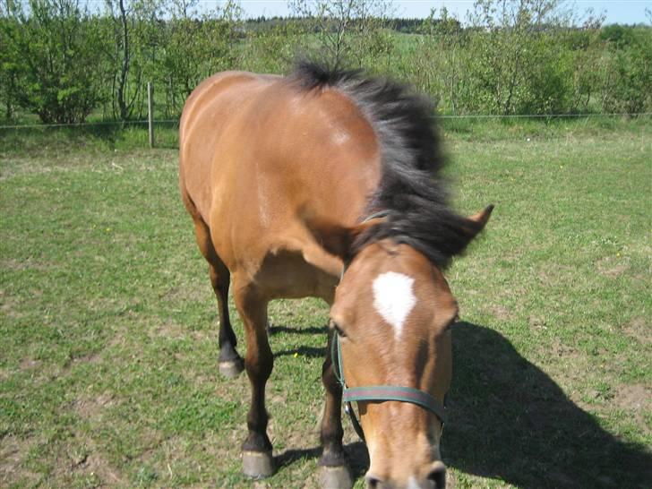 Anden særlig race Jolly Jumper - Solgt - Ryste Ryste billede 14