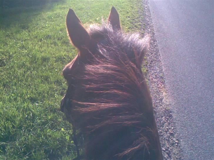 Anden særlig race Jolly Jumper - Solgt - Skide lækkert .. <3 billede 17