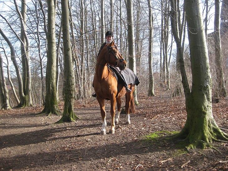 Frederiksborg Rubin [Himmelhest] - 4: På tur til Vor Frue - Marts 2011 billede 4