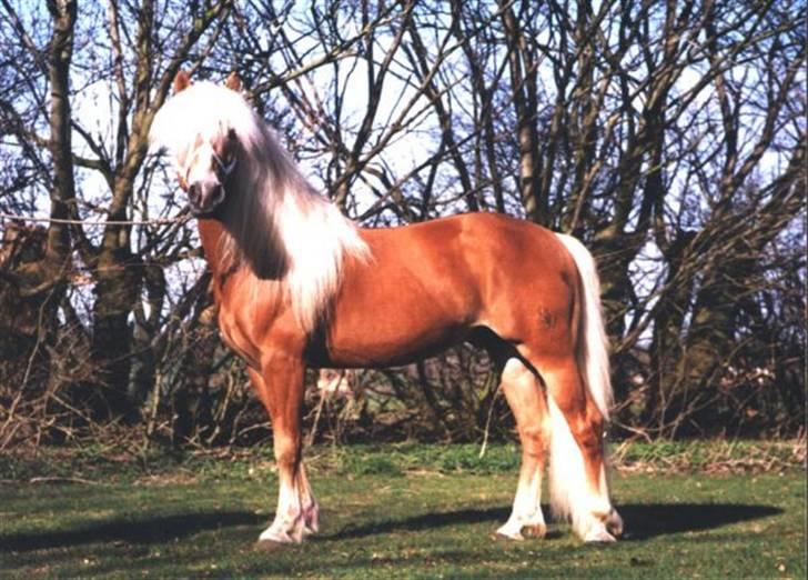 Haflinger Kløvs Wito gammel part:'( - det er Wito´s far. billede 7