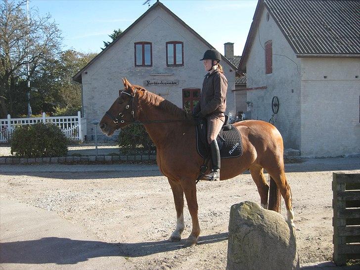 Frederiksborg Rubin [Himmelhest] - 2: Rubin i indkørslen til Nordmarksgården - 2010 billede 2