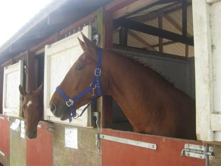 Frederiksborg Rubin [Himmelhest] - 8: Rubin i den boks han stod i til Store Hestedag 2009 billede 8