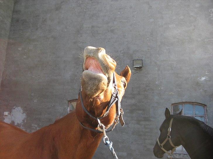 Frederiksborg Rubin [Himmelhest] - 12: Hihi billede 12