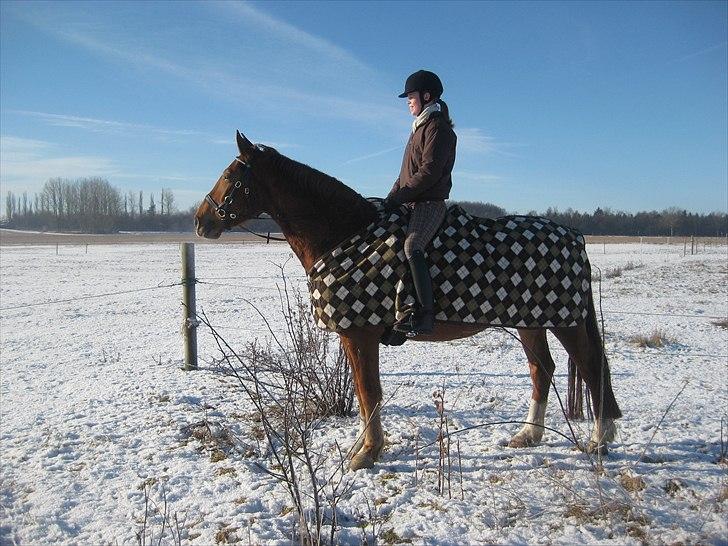 Frederiksborg Rubin [Himmelhest] - 13: Januar 2011 billede 13