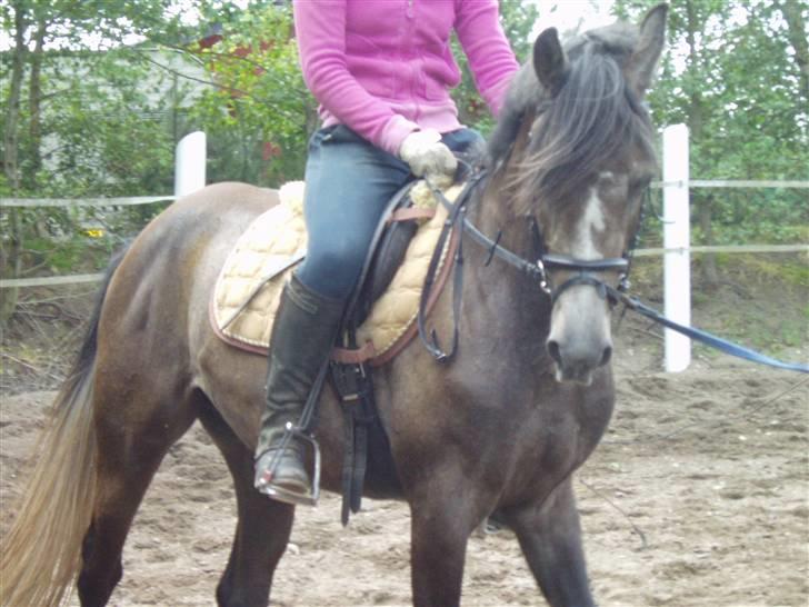 Anden særlig race Playboy comet. solgt - Her er Playboy.Han er i tilridning på Wolehøjgaard. billede 6