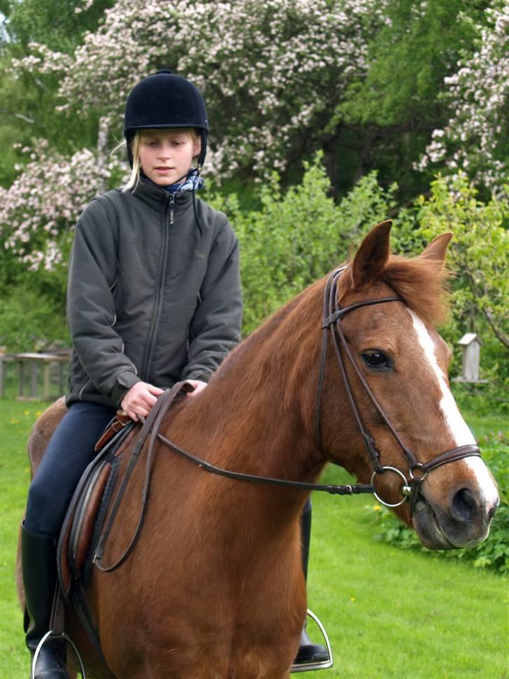 DSP Shirlind - R.I.P. billede 8