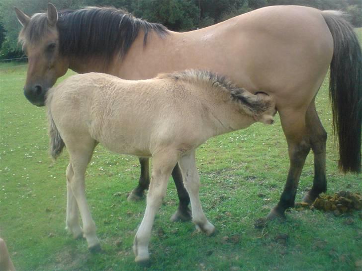 Anden særlig race Bella Missel <3 - igen sulten..(1 1/2 måned) billede 12