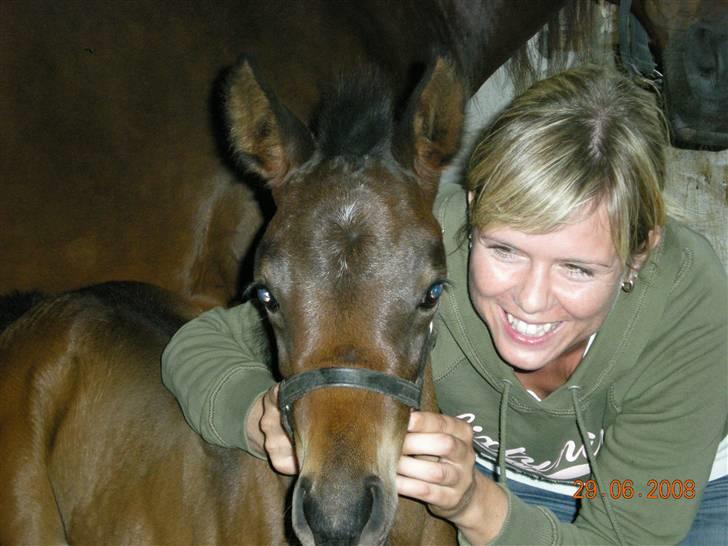 Arabisk fuldblod (OX) Ceduina ox billede 12