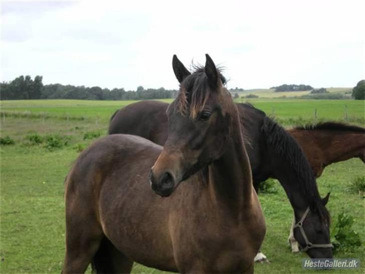 Arabisk fuldblod (OX) Ceduina ox - ceduina 2 dage før hun blir 1 år billede 14