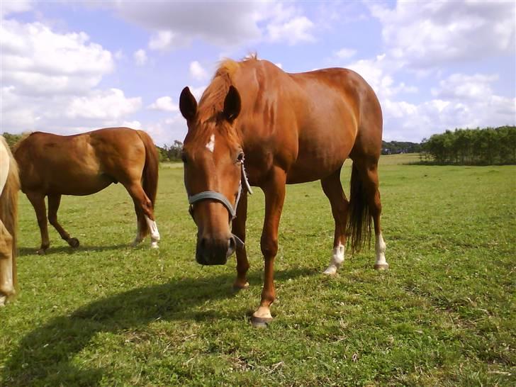 Fuldblod (XX) Pearl Harbor - Lidt goofy billede, men det har sin charme ;) billede 13