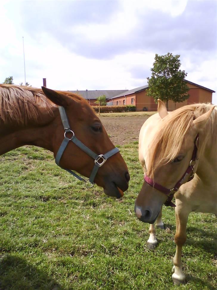 Fuldblod (XX) Pearl Harbor - "Skrid ud af mit billede Misty! " billede 14