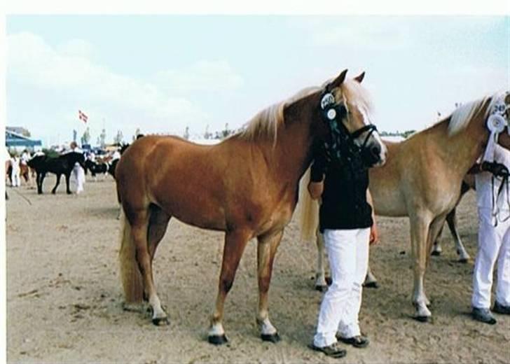 Haflinger KBK 4 Hemera solgt billede 10