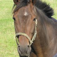 Fuldblod (XX) Grand Slam *Aflivet*