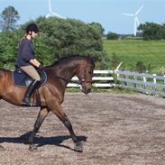 Fuldblod (XX) Grand Slam *Aflivet*