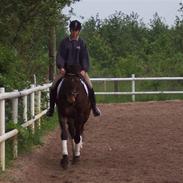 Fuldblod (XX) Grand Slam *Aflivet*