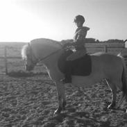 Fjordhest zenia solgt desværre