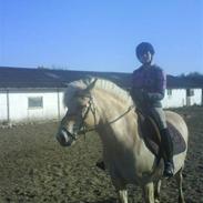 Fjordhest zenia solgt desværre