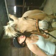 Fjordhest zenia solgt desværre