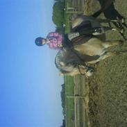 Fjordhest zenia solgt desværre