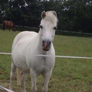 Anden særlig race Micki <33   solgt