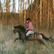 Welsh Pony (sec B) Herakles