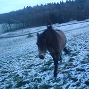 Welsh Pony (sec B) Herakles
