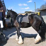 Irish Cob Hampus