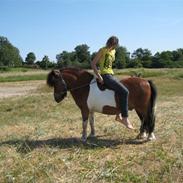 Shetlænder Sleiber - min stjerne!