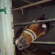 Traver Kashmir W (Tidligere part