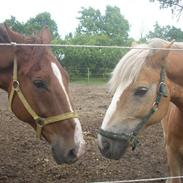 Haflinger Nichi