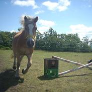 Haflinger Nichi